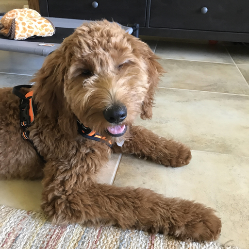 Lily Goldendoodle - Dogtopia Contest